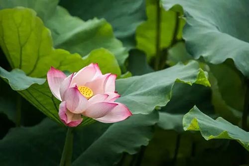 夏至 | 蟬噪林逾靜，鳥鳴山更幽【杭州易造】