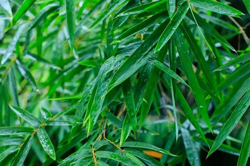 夏至 | 蟬噪林逾靜，鳥鳴山更幽【杭州易造】